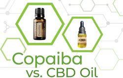 Olejek Copaiba vs CBD